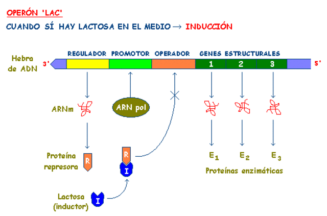 Modelo de Control de Expresión Génica