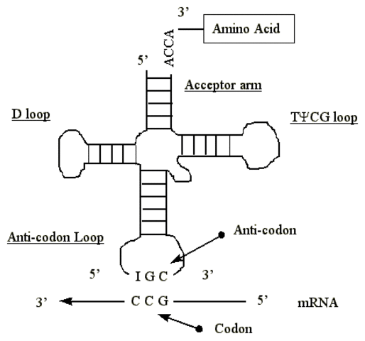 Teoría Codón-Anticodón