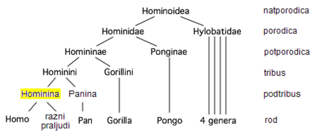 El nacimiento de los primates