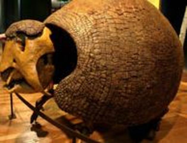 Darwin discovers interesting fossils