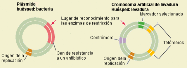 secuencia del genoma humano - YACs - anticuerpo monoclonal