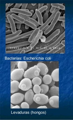 Secuencia de otros organismos