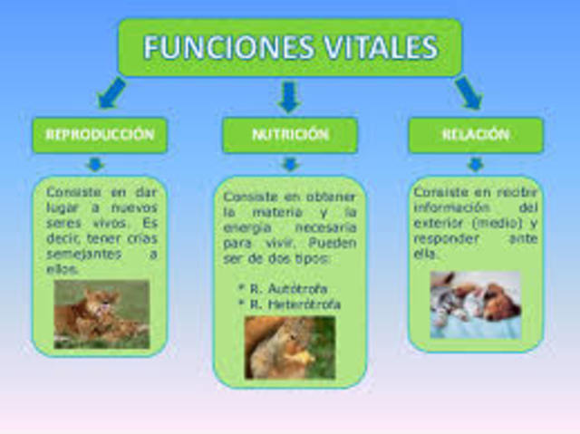 Funciones vitales