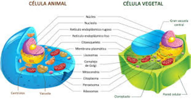 Diferencias entre la célula animal y vegetal