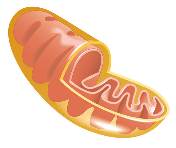 Hogeboon, Schneider y Palade