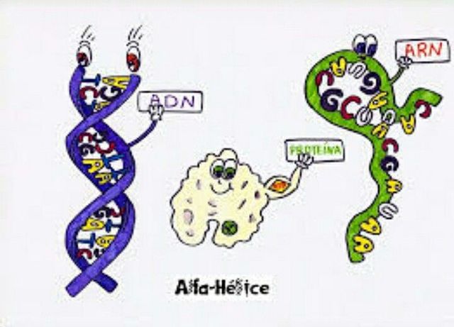 ARN: Plantas - ADN: Animales