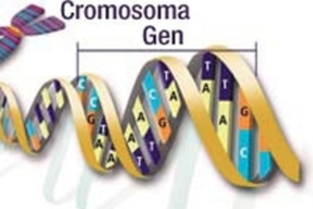 Theodor Boveri y Walter Sutton