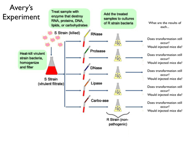 Oswald Avery, Colin McLeod y Maclyn McCarty.