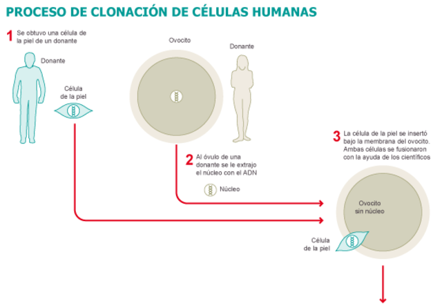 Clonación de células madre