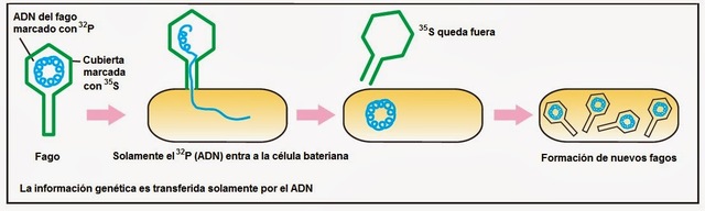 Martha Hershey y Alfred Chase