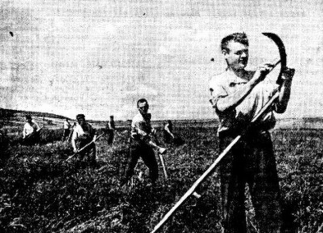 Colectivización agraria