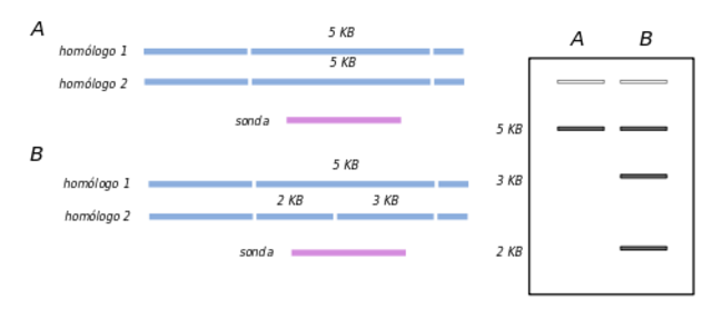 Experimento Reconocimineto de fragmentos de ADN por hibridacion