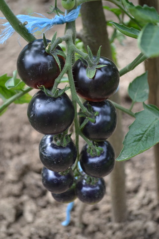 Plantas transgencias