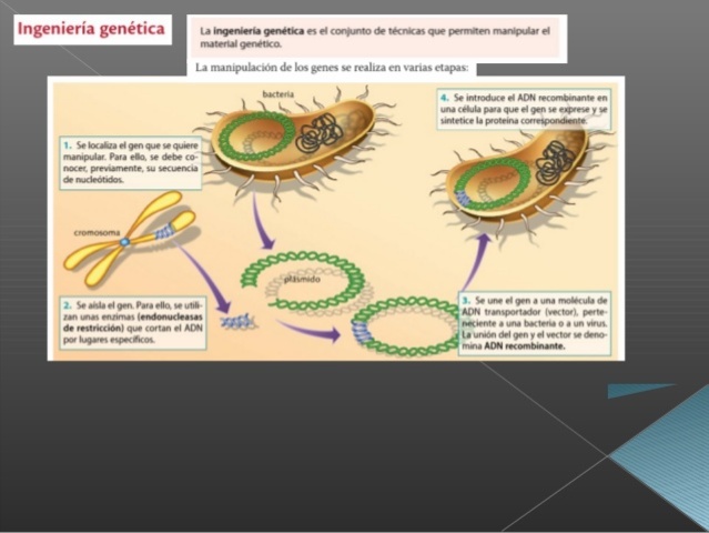 Aceptacion de la patente a organismos por clonacion