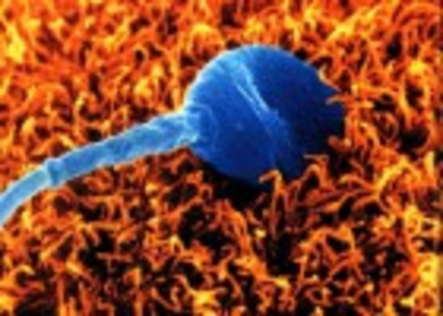 La estructura tridimensional del receptor que permite unirse a óvulo y espermatozoide muestra una ranura que puede servir para superar los anticonceptivos hormonales