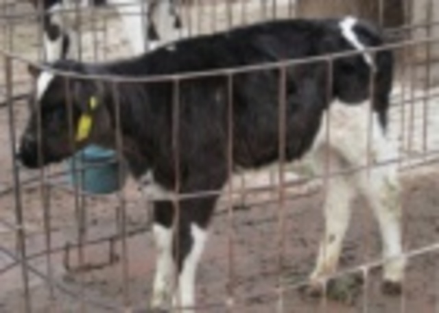 Científicos chinos crean vacas resistentes a la tuberculosis con una nueva técnica.