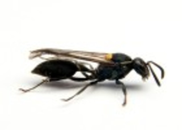 El veneno de una avispa brasileña mata las células cancerosas