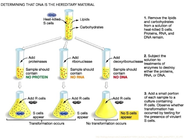 Oswald Avery, Colin McLeod y Maclyn McCarty