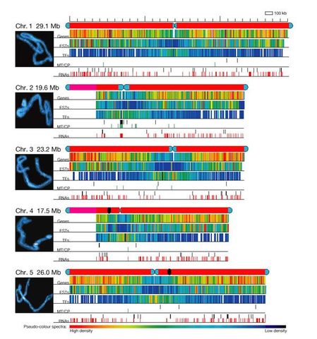se publica la secuencia completa de la primera planta Arabidopsis thaliana, Primera versión culminada del genoma humano