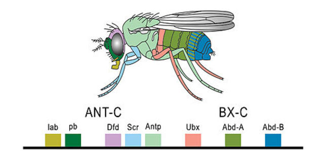 se publica el primer borrador del genoma humano, se publica la secuencia de Drosophila melanogaster