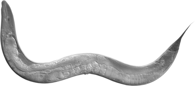 Caenerhabditis elegans