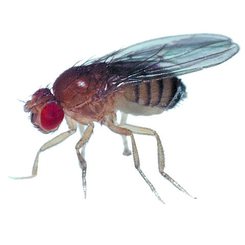 Drosophila Melanogaster