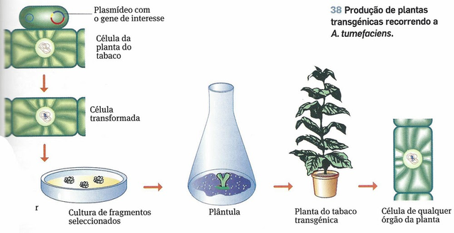 Primera planta transgenica