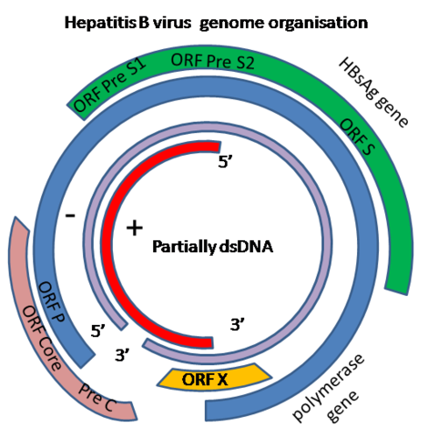 Autorizacion de pruebas clinicas para Hepatitis B