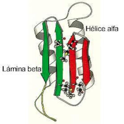 Linus Pauling y Corey