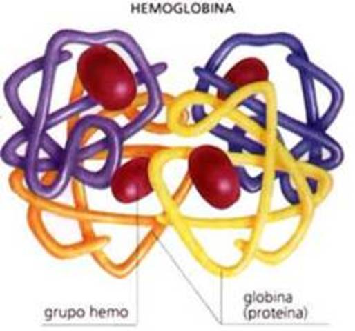 en 1960 John Kendrew y Max Perutz descifran por  primera vez la estructura tridimensional de  la hemoglobina y mioglobina