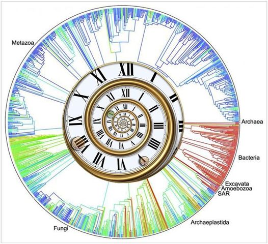 Linus Pauling colaboradores sugirieron la existencia de un reloj molecular que permitiría medir el tiempo transcurrido desde la divergencia de secuencias macro-moleculares.