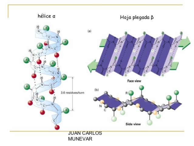 Linus Pauling y Robert Corey