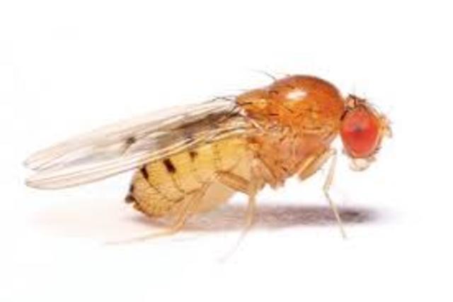 Se publica la secuencia de Drosophila melanogaster
