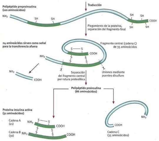 síntesis de la insulina