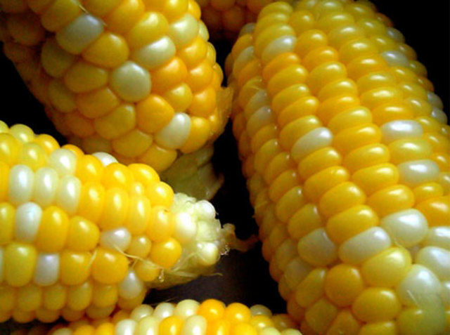 Se crearon plantas transgenicas