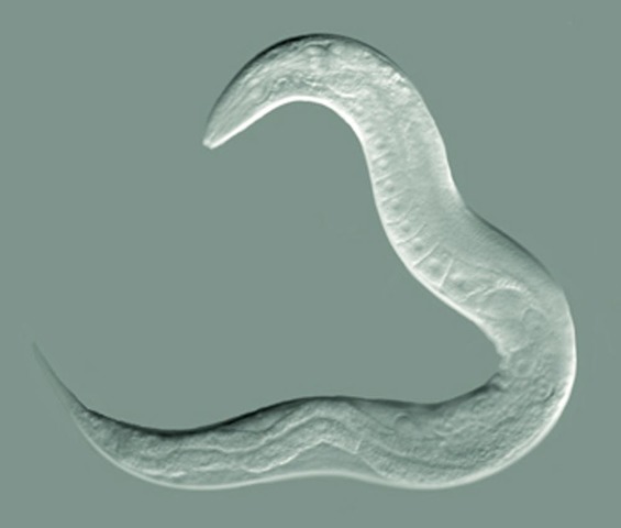 Caenerhabditis elegans