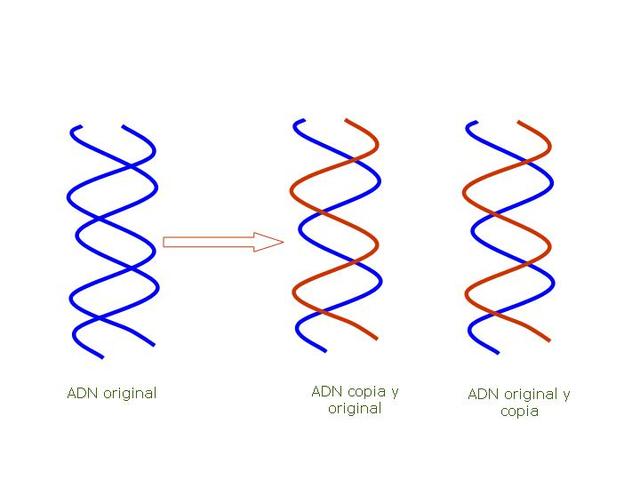 Matthew Meselson y Franklin William Stahl
