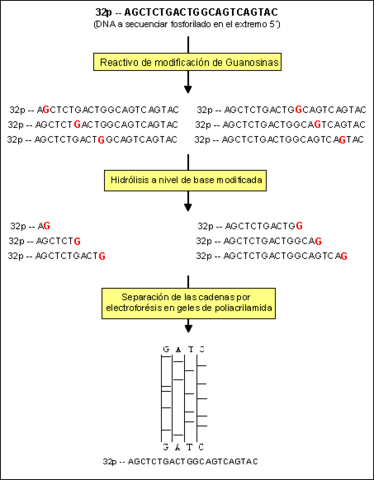 Allan Maxam y Walter Gilbert prepararon la técnica para secuenciar ácidos nucleicos químicamente.