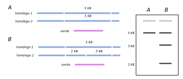 Edwin Southern publica el experimento para reconocer fragmentos de ADN por hibridación, el método Southern Blot