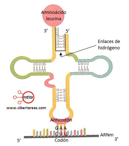 Paul Zamecnick y Mahlon Hoagland