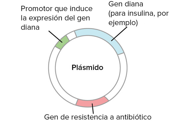 se fabrica con éxito una hormona humana en una bacteria (E.coli)