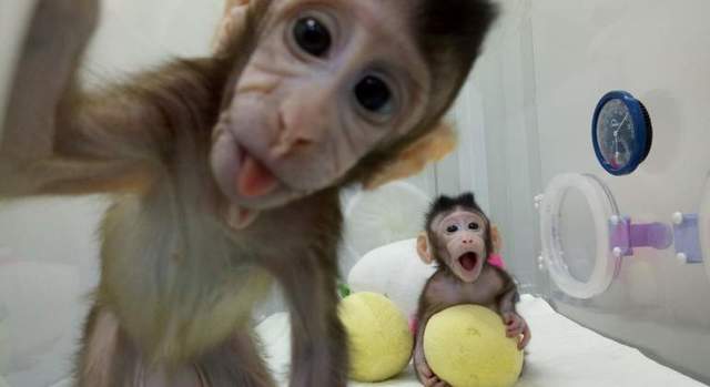 Clonacion de dos primates genéticamente idénticos