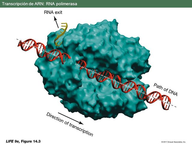 Jerard Hurtwitz y Samuel Weiss
