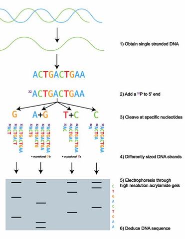 Allan Maxam y Walter Gilbert