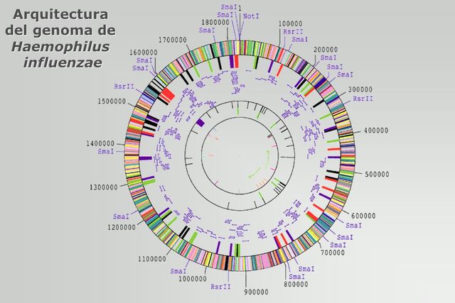 Primer genoma de un organismo secuenciado
