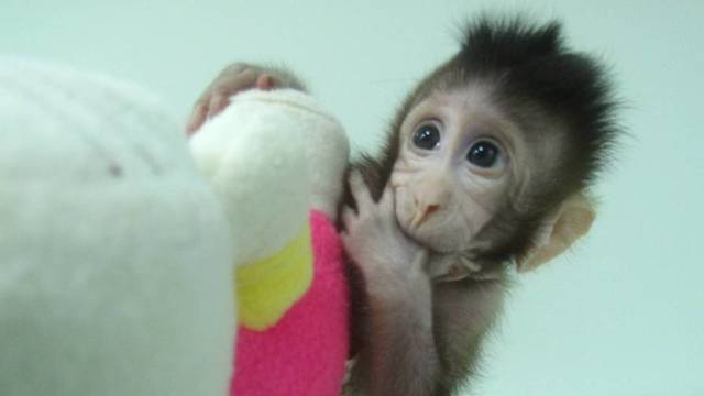 primeros monos clonados con la técnica de la oveja Dolly