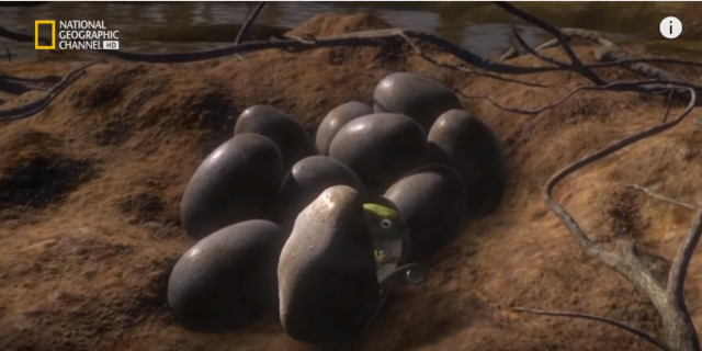 huevos en tierra firme