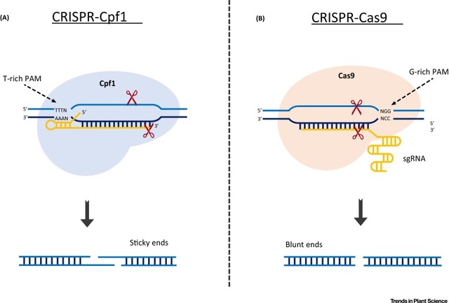 CRISPR