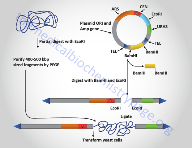 Creación de los YACs