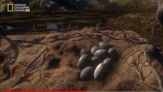 huevos en tierra firme